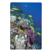 ヤギの群のまわりに生サンゴ ミニクリップボード (裏面)