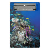 ヤギの群のまわりに生サンゴ ミニクリップボード (正面)