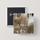 ヤギの群 缶バッジ (正面&裏面)