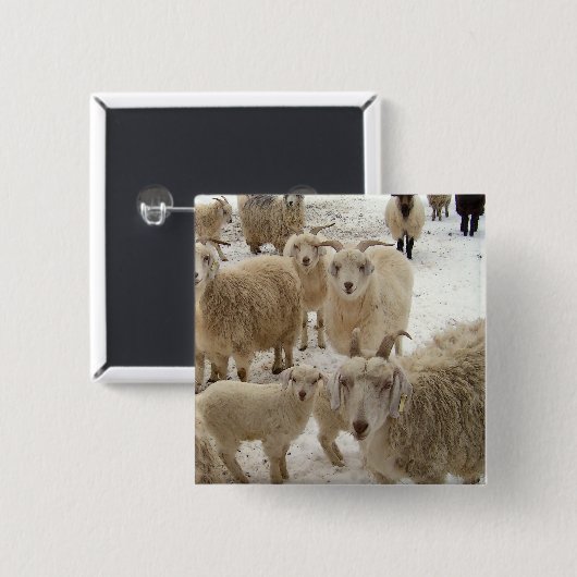 ヤギの群 缶バッジ (正面&裏面)