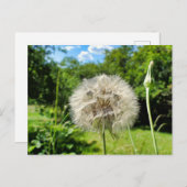 ヤギの花 ポストカード (正面/裏面)