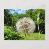 ヤギの花 ポストカード (正面)