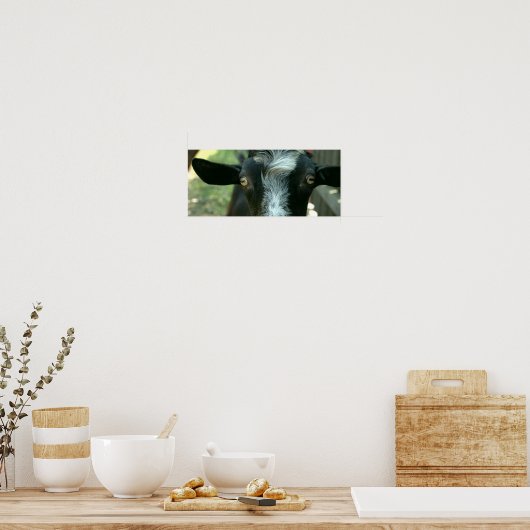 ヤギの若いポーズ。 ポスター (キッチン)