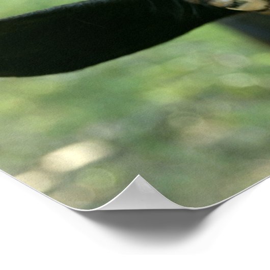 ヤギの若いポーズ。 ポスター (角)