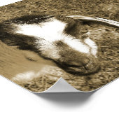 ヤギの蝶 ポスター (角)