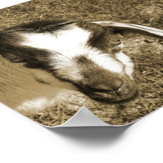 ヤギの蝶 ポスター (角)