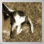 ヤギの蝶 ポスター (正面)