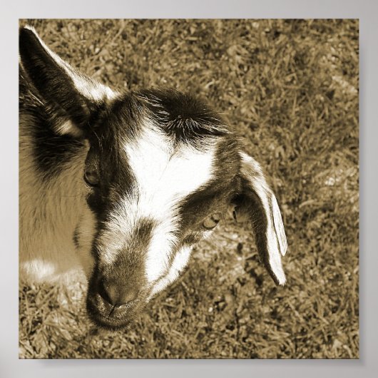 ヤギの蝶 ポスター (正面)