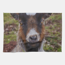 ヤギの近い上り