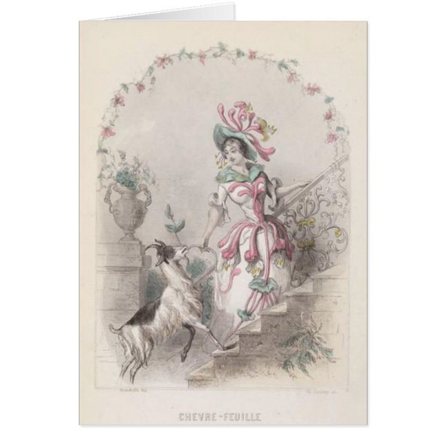 ヤギの雑草の花 (正面)