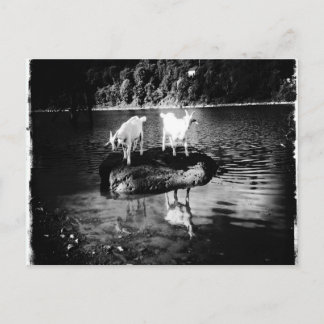 ヤギの電源はがき ポストカード