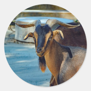 ヤギの黒い茶色の動物写真 ラウンドシール
