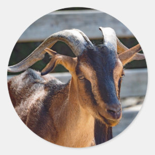 ヤギの黒い角の動物写真 ラウンドシール