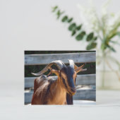 ヤギの黒角の動物写真 ポストカード (スタンド正面)