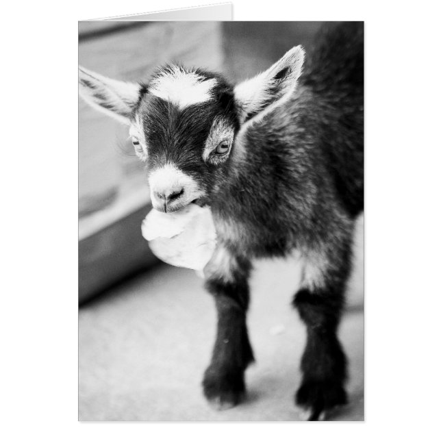 ヤギをかみ砕くこと (正面)