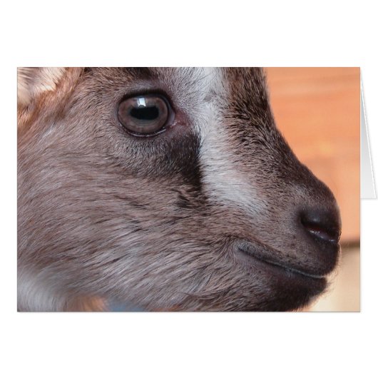 ヤギをウサギにする (正面横)