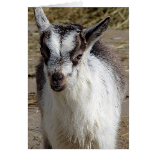 ヤギをネズミで打つ (正面)