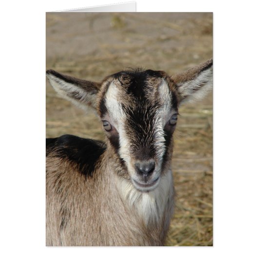 ヤギをバニーにする (正面)