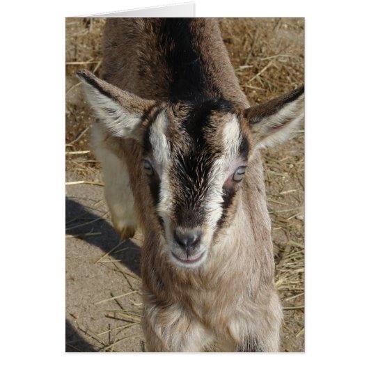 ヤギをバニーにする (正面)