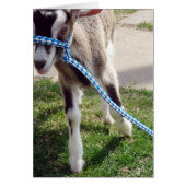 ヤギをミシャ (正面)