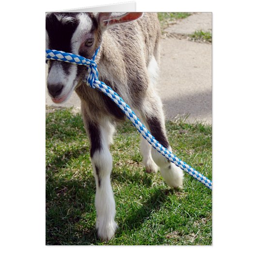 ヤギをミシャ (正面)