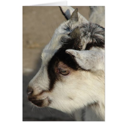 ヤギを唸らせる (正面)