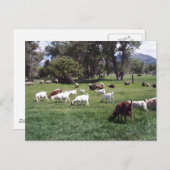 ヤギを牧草を食べること ポストカード (正面/裏面)