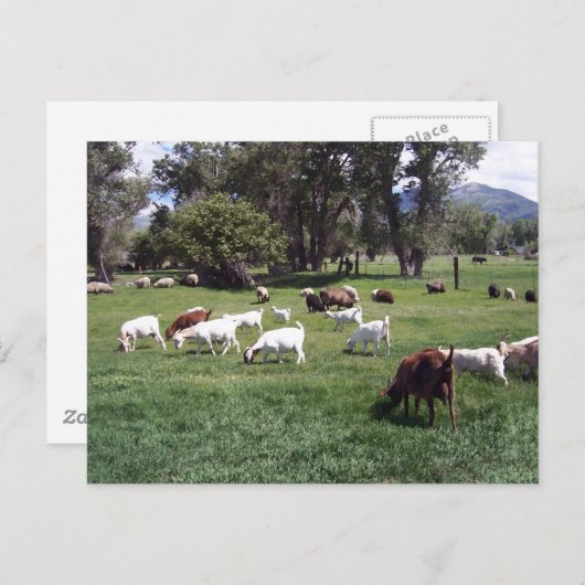 ヤギを牧草を食べること ポストカード (正面/裏面)