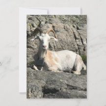 ヤギサンキューカード