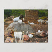 ヤギファンキーアジンジャーホワイトスタンディング歩く シーズンポストカード (正面)