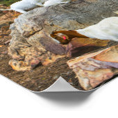 ヤギファンキーアジンジャーホワイトスタンディング歩く ポスター (角)