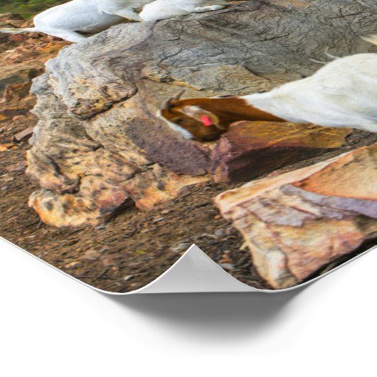 ヤギファンキーアジンジャーホワイトスタンディング歩く ポスター (角)