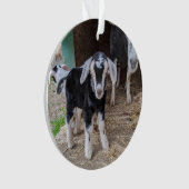 ヤギベビーオーナメント2写真 オーナメント (正面)