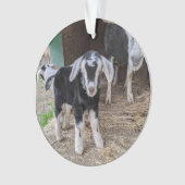 ヤギベビーオーナメント2写真 オーナメント (正面)