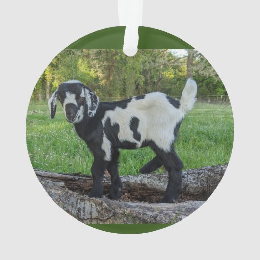 ヤギベビーオーナメント2写真 オーナメント (裏面)