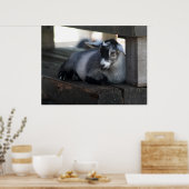 ヤギポスター ポスター (キッチン)