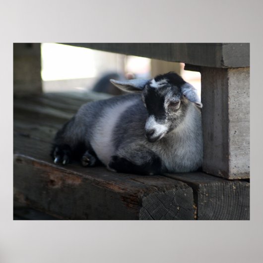 ヤギポスター ポスター (正面)