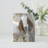 ヤギポートレート ポストカード (スタンド正面)