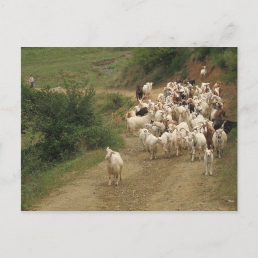 ヤギ付きポストカード ポストカード (正面)