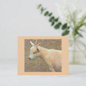 ヤギ写真はがき ポストカード (スタンド正面)