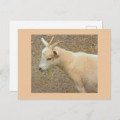 ヤギ写真はがき ポストカード (正面/裏面)
