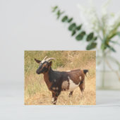 ヤギ写真 ポストカード (スタンド正面)