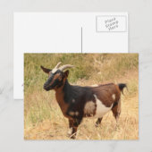 ヤギ写真 ポストカード (正面/裏面)