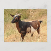 ヤギ写真 ポストカード (正面)