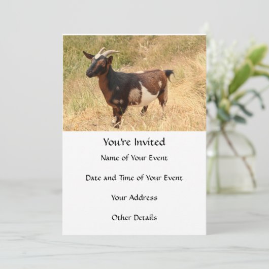 ヤギ写真 招待状 (スタンド正面)