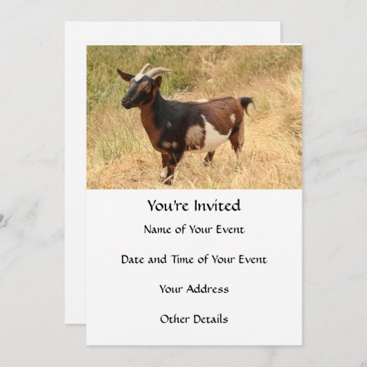 ヤギ写真 招待状 (正面/裏面)