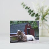 ヤギ冷やしはがき ポストカード (スタンド正面)