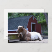 ヤギ冷やしはがき ポストカード (正面/裏面)