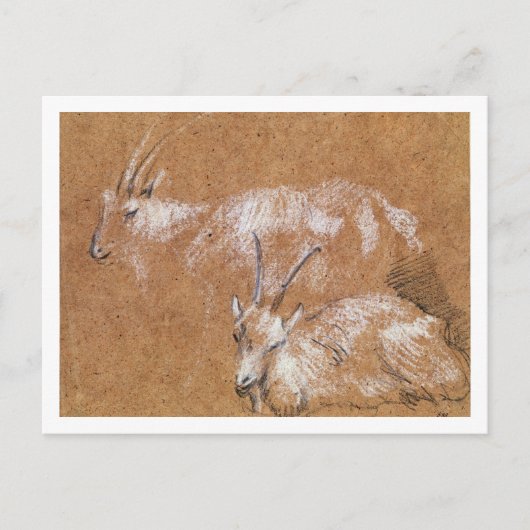 ヤギ勉強(スケッチ) ポストカード (正面)