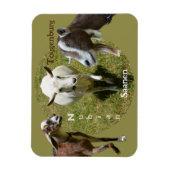 ヤギ品種ヌビアンサセントゲンブルク写真 マグネット (縦)